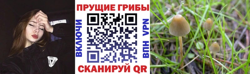 Псилоцибиновые грибы прущие грибы  Купить закладки  Кирсанов 